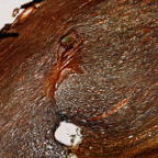 Brain - 145-426 25x large cut OT.jpg