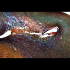 Brain - 59-422, 10x16x.jpg