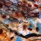 Brain - 77-214 SM 100 oilcon not lzw.jpg